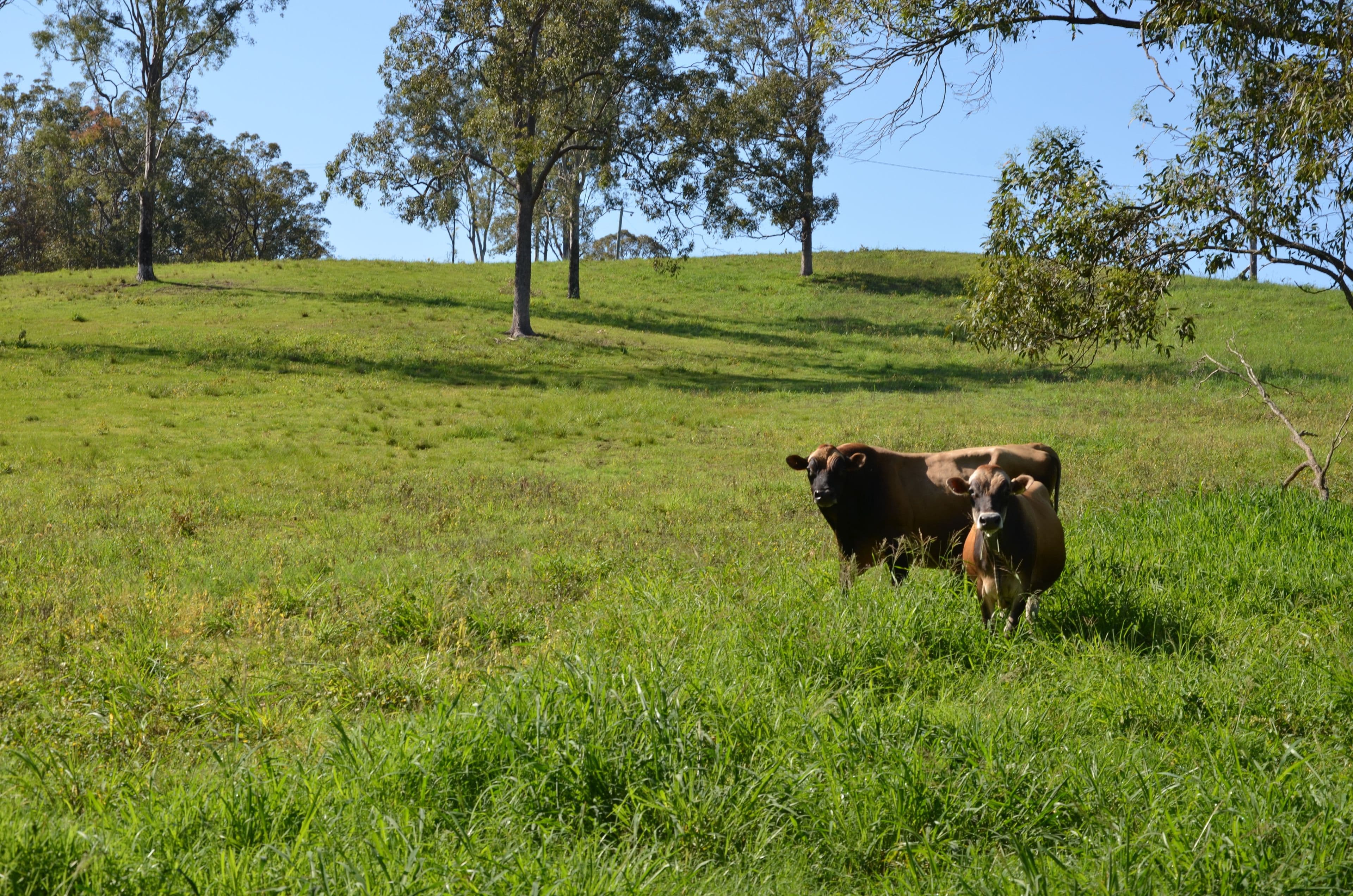2598 Eumundi Kenilworth Road, Kenilworth QLD 4574, Kenilworth - Thumbnail 3