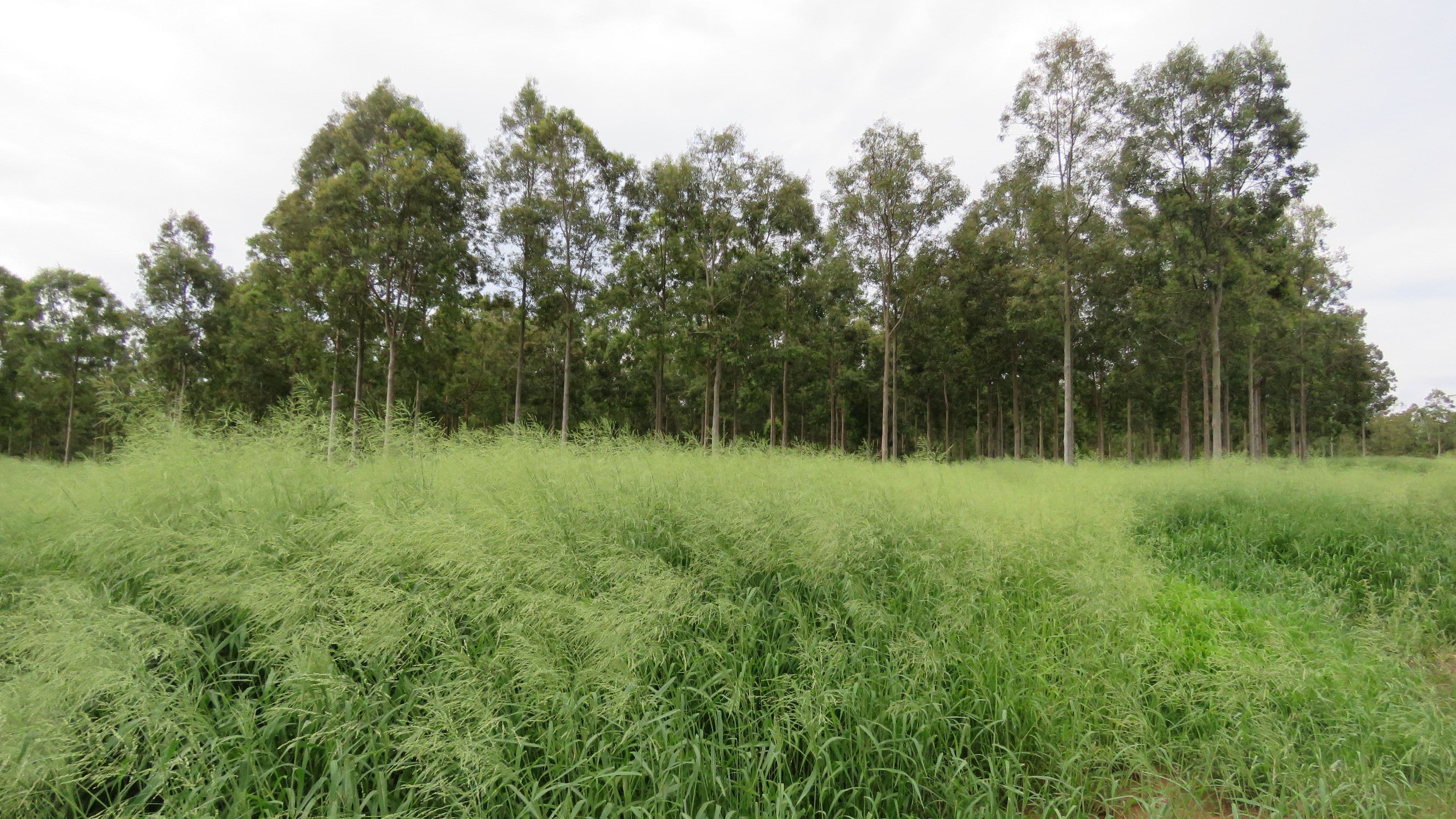 Lot 23 & 24 Proston Boondooma Road, Brigooda, Proston QLD 4613, Proston - Image 1