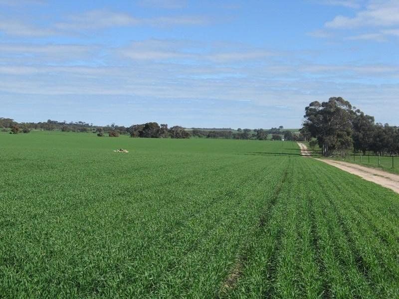 Goldsmiths Wickepin-Pingelly Road, Pingelly WA 6308, Pingelly - Image 1
