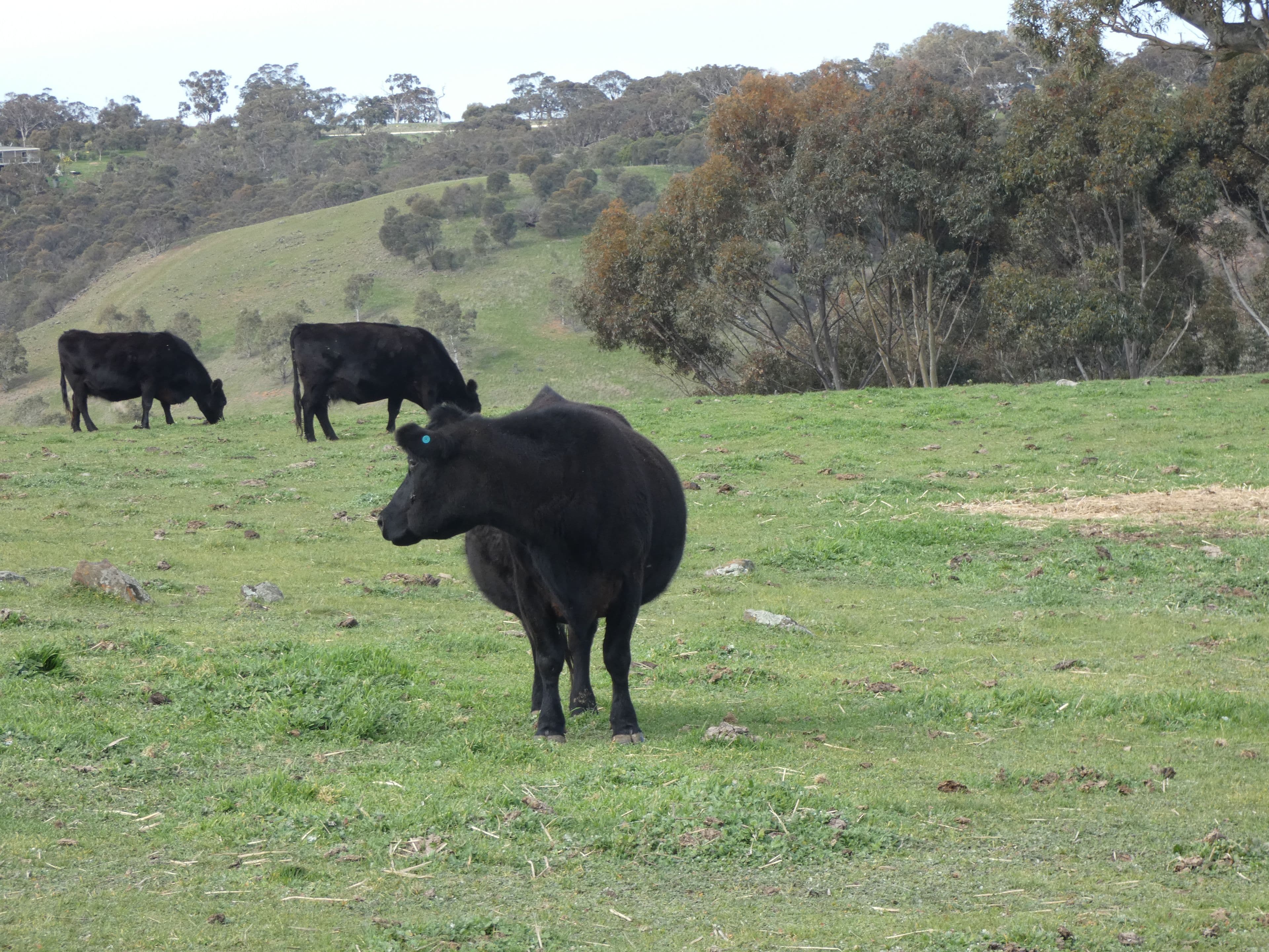 82F Treutler Road, Wistow SA 5251, Wistow - Thumbnail 2