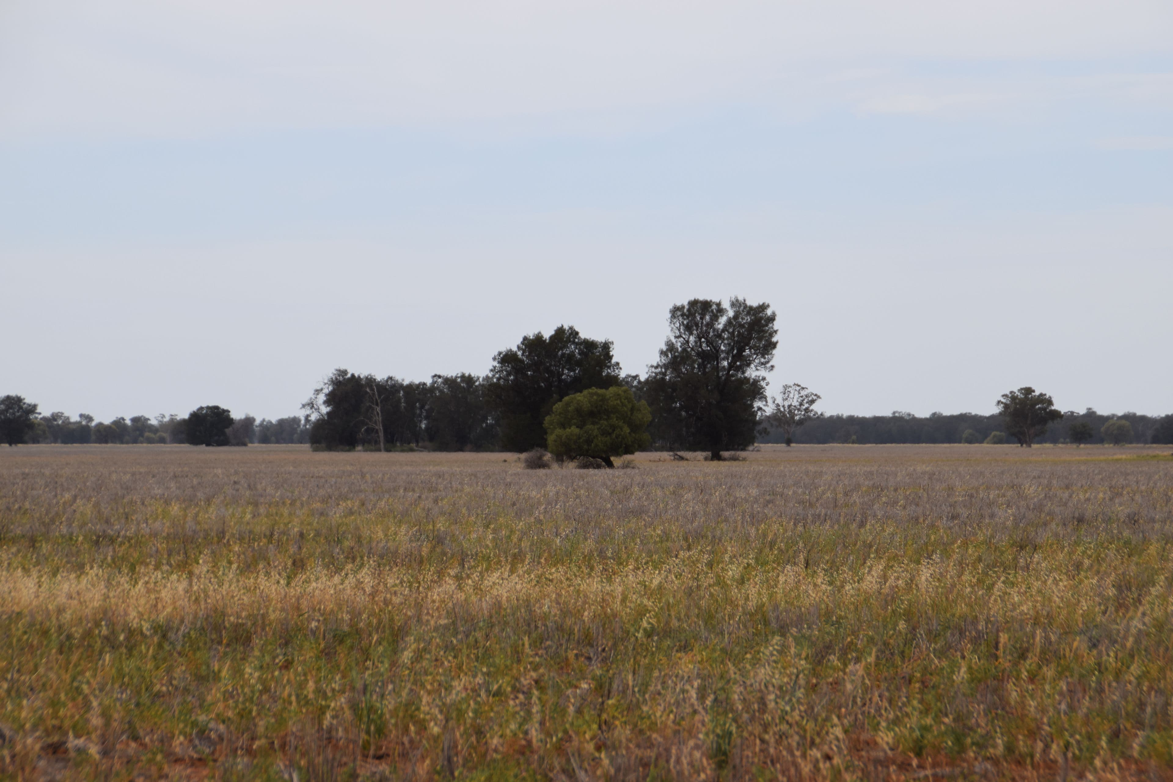'Ossory' Aggregation, Narromine NSW 2821, Narromine - Thumbnail 7