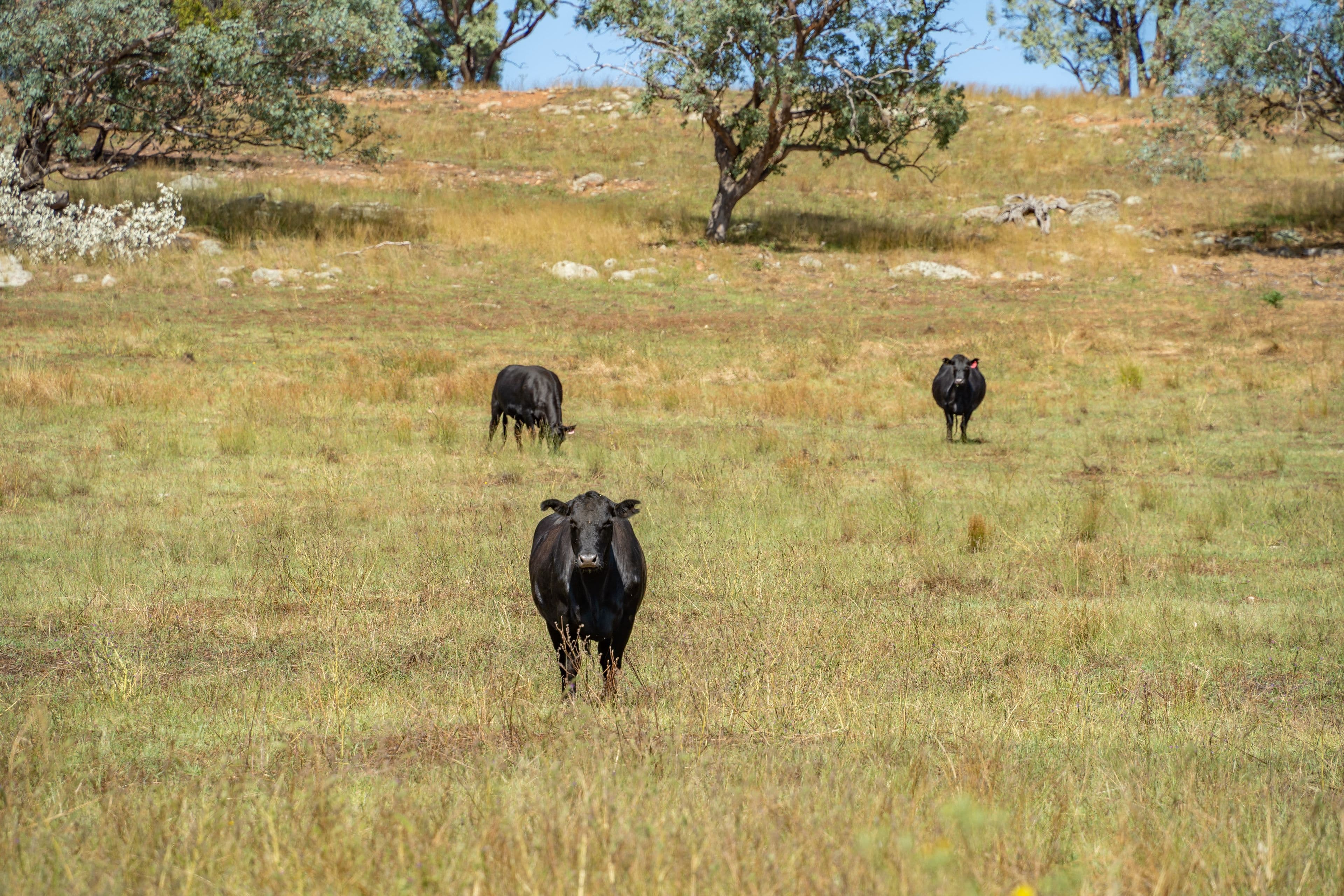 73 Tallarook Road, Cowra NSW 2794, Cowra - Thumbnail 4