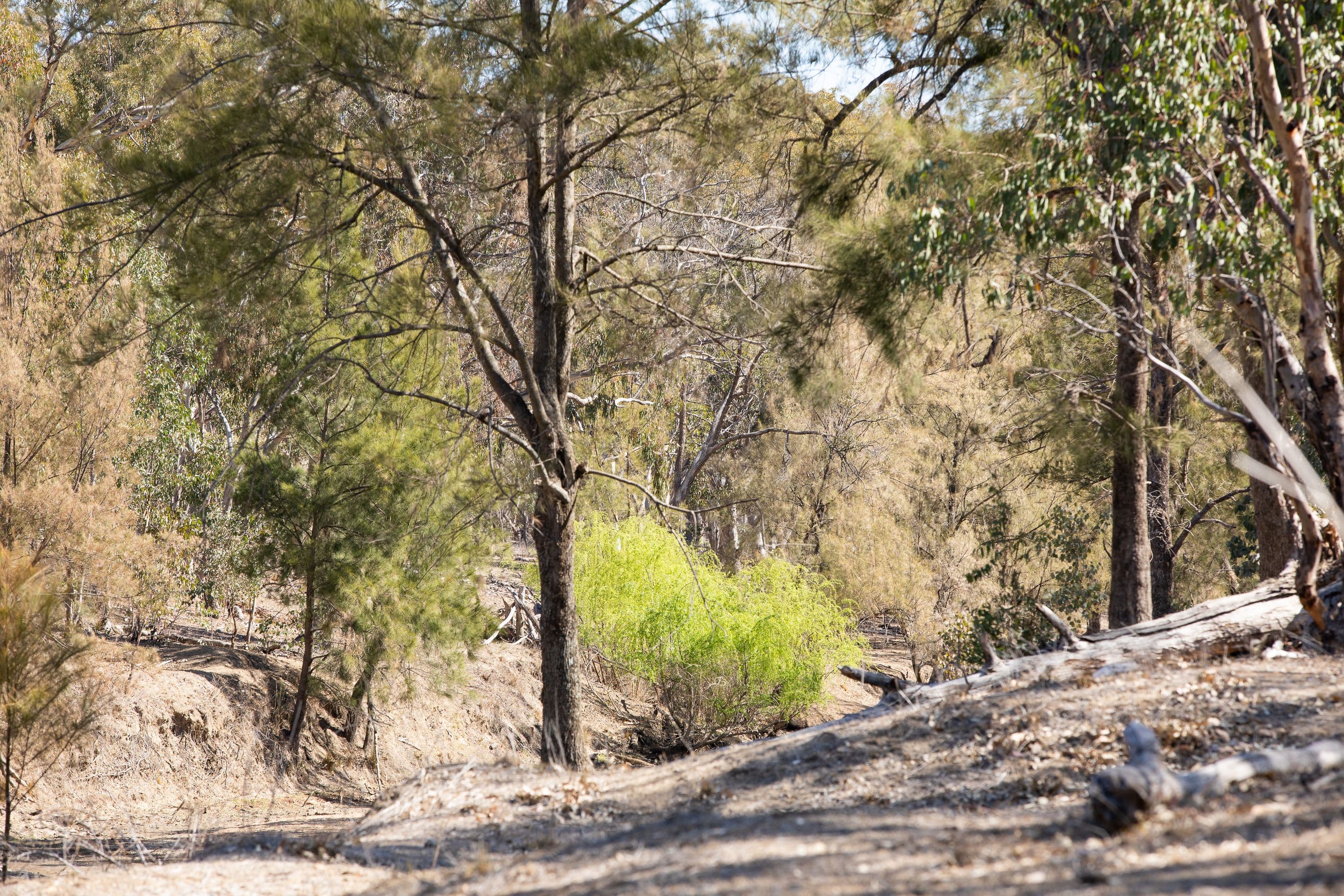390 Gwydir River Road, Armidale NSW 2350, Armidale - Thumbnail 5