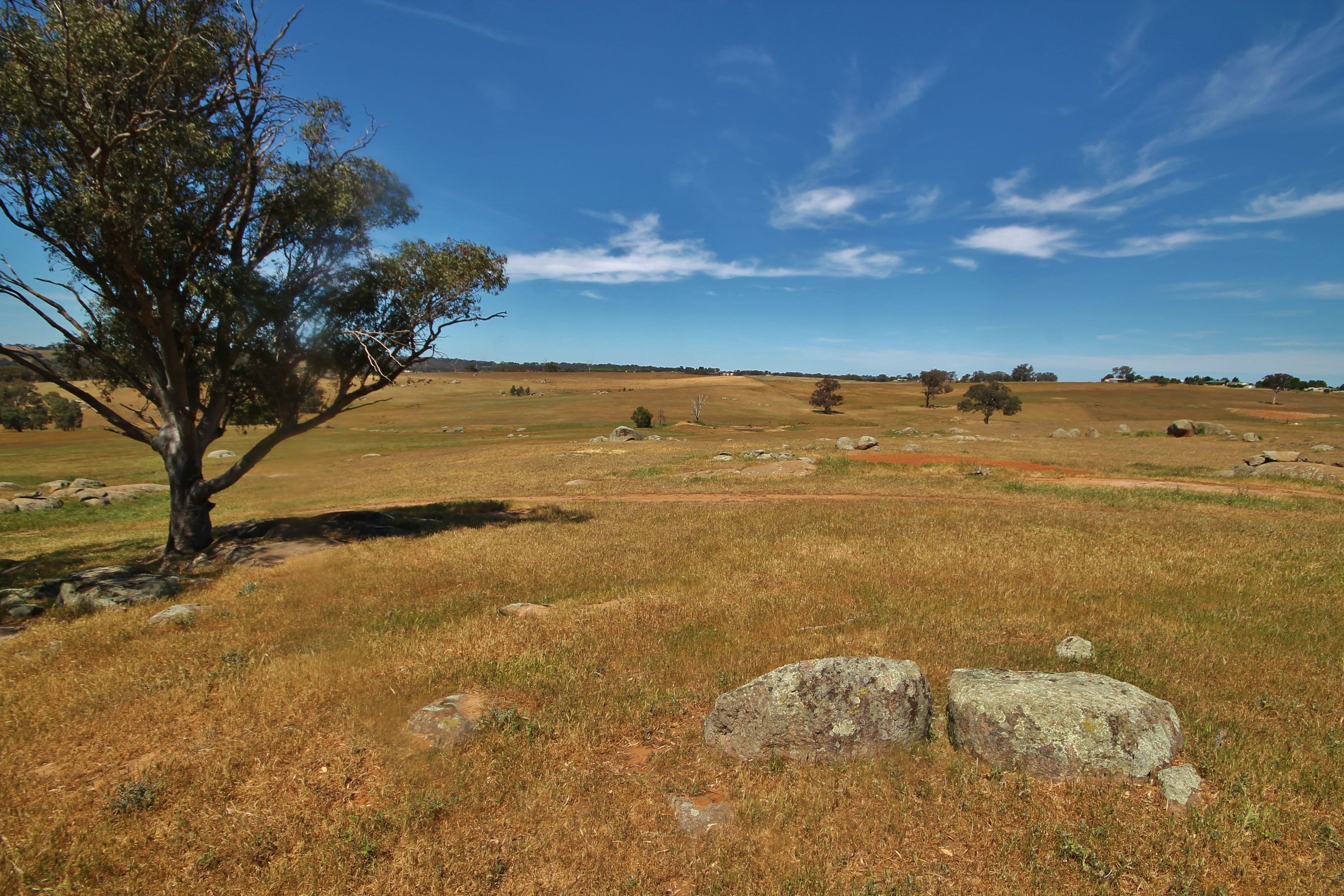 495 Spring Creek Road, Young NSW 2594, Young - Image 1