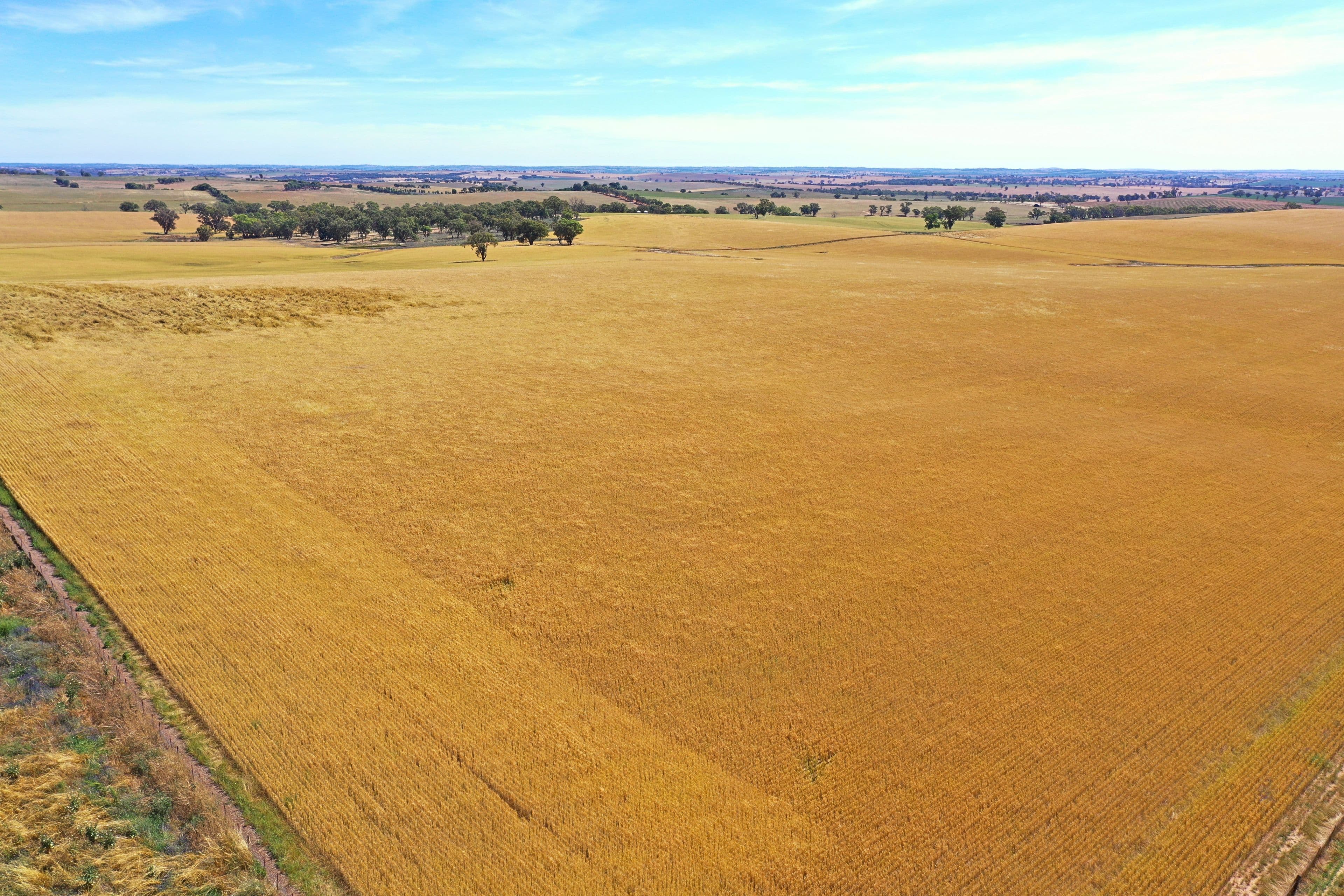 Young NSW 2594, Young - Thumbnail 5