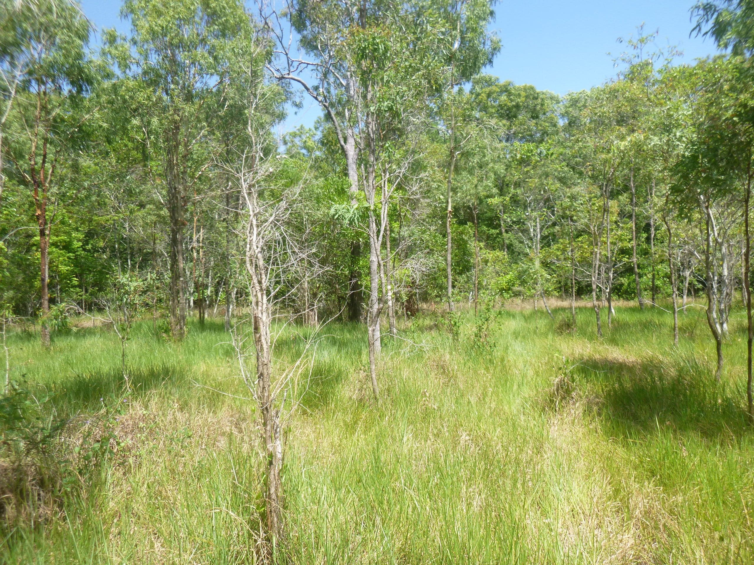 29 Slaughter Yard Road, Cooktown QLD 4895, Cooktown - Thumbnail 7