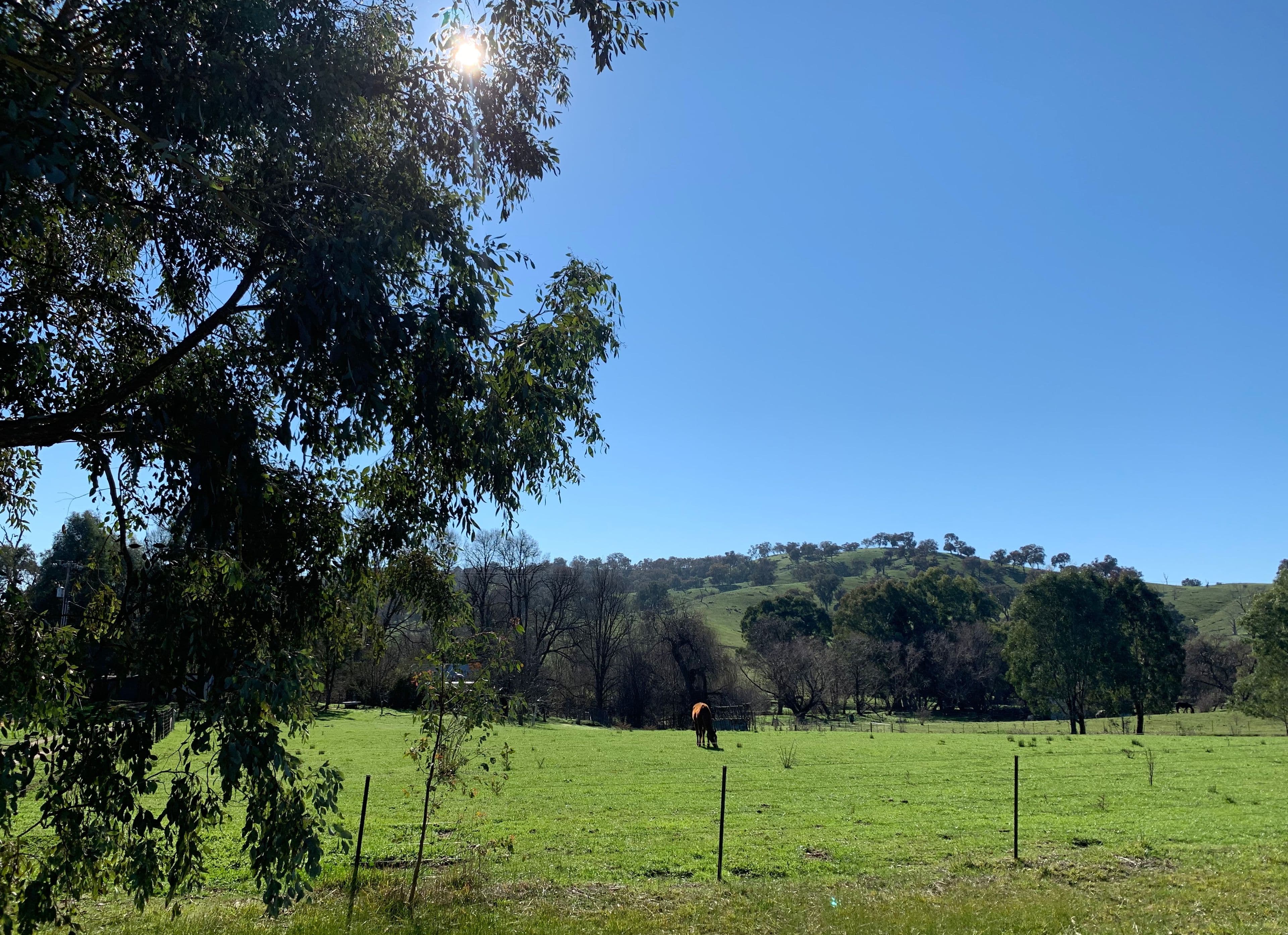 736 Woomargama Way, Woomargama NSW 2644, Woomargama - Thumbnail 2