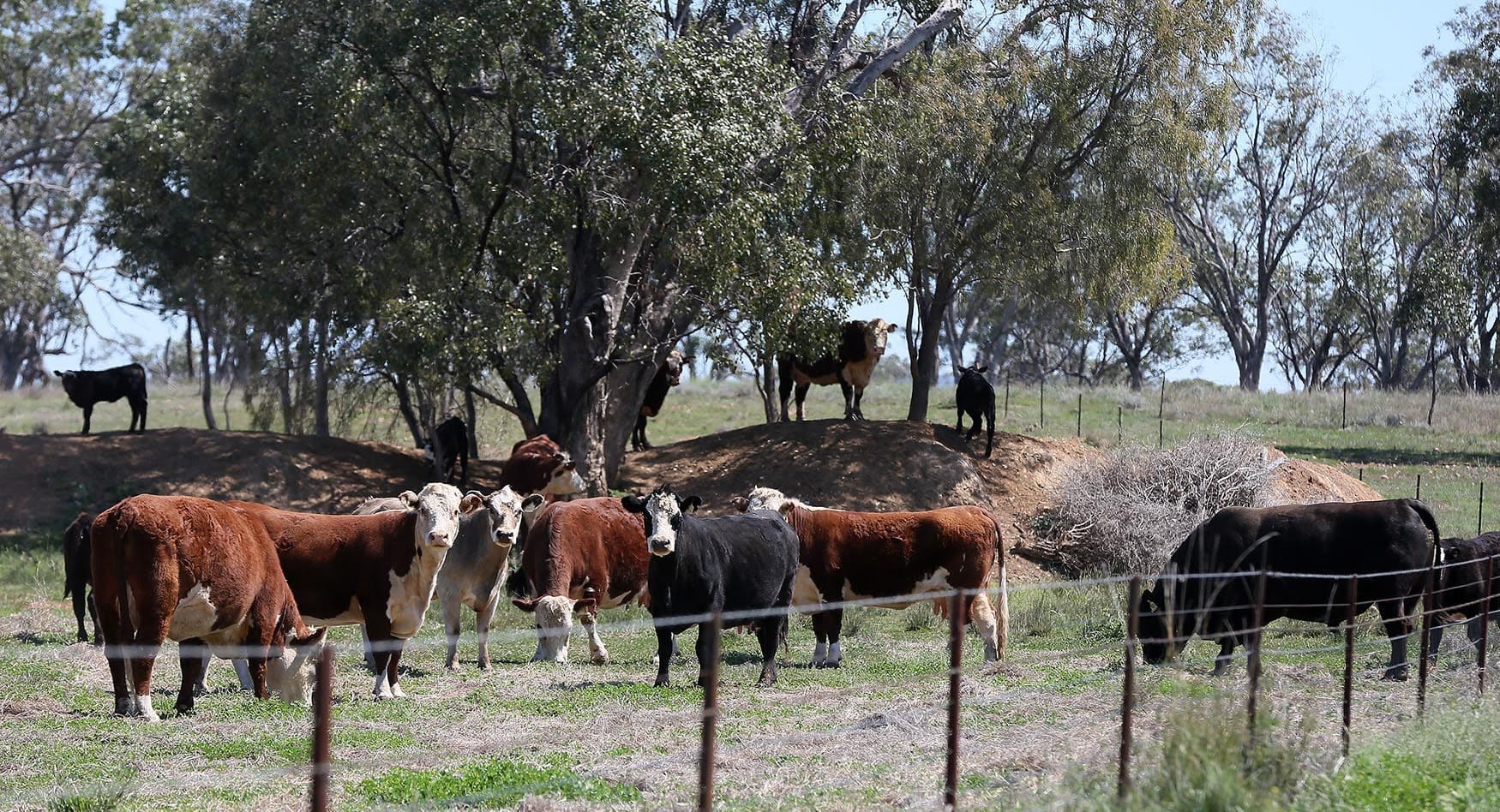 4482 Oxley Highway, Gunnedah NSW 2380, Gunnedah - Thumbnail 6