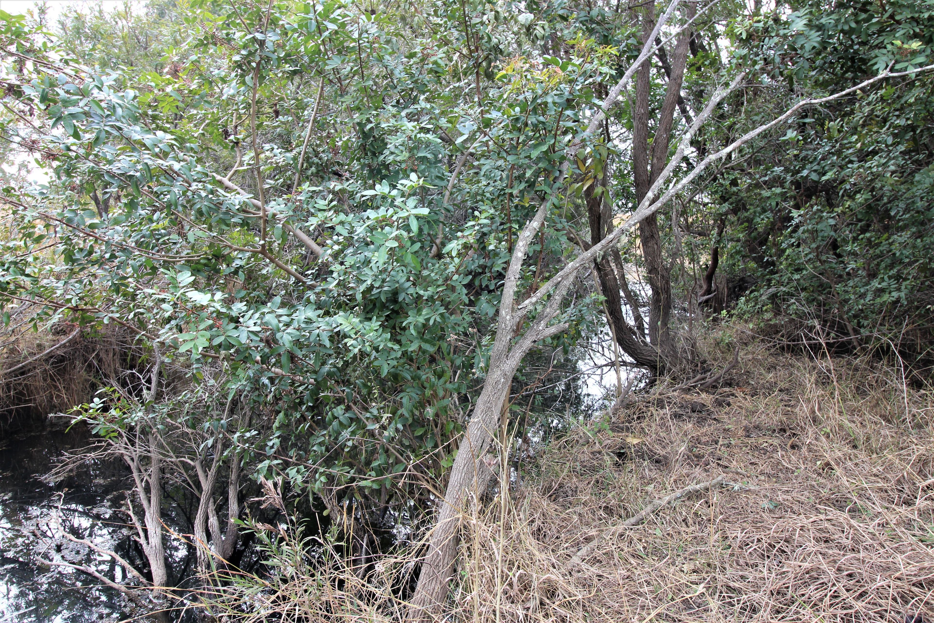 1015 Coleyville Road, Coleyville QLD 4307, Coleyville - Thumbnail 7