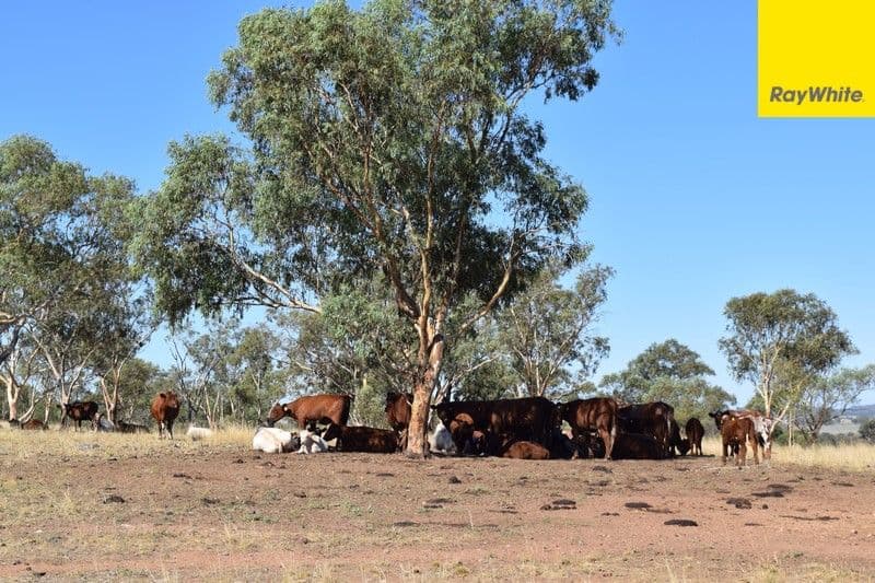 The Ranch Grassmere Road, CONDOBOLIN NSW 2877, Condobolin - Thumbnail 8