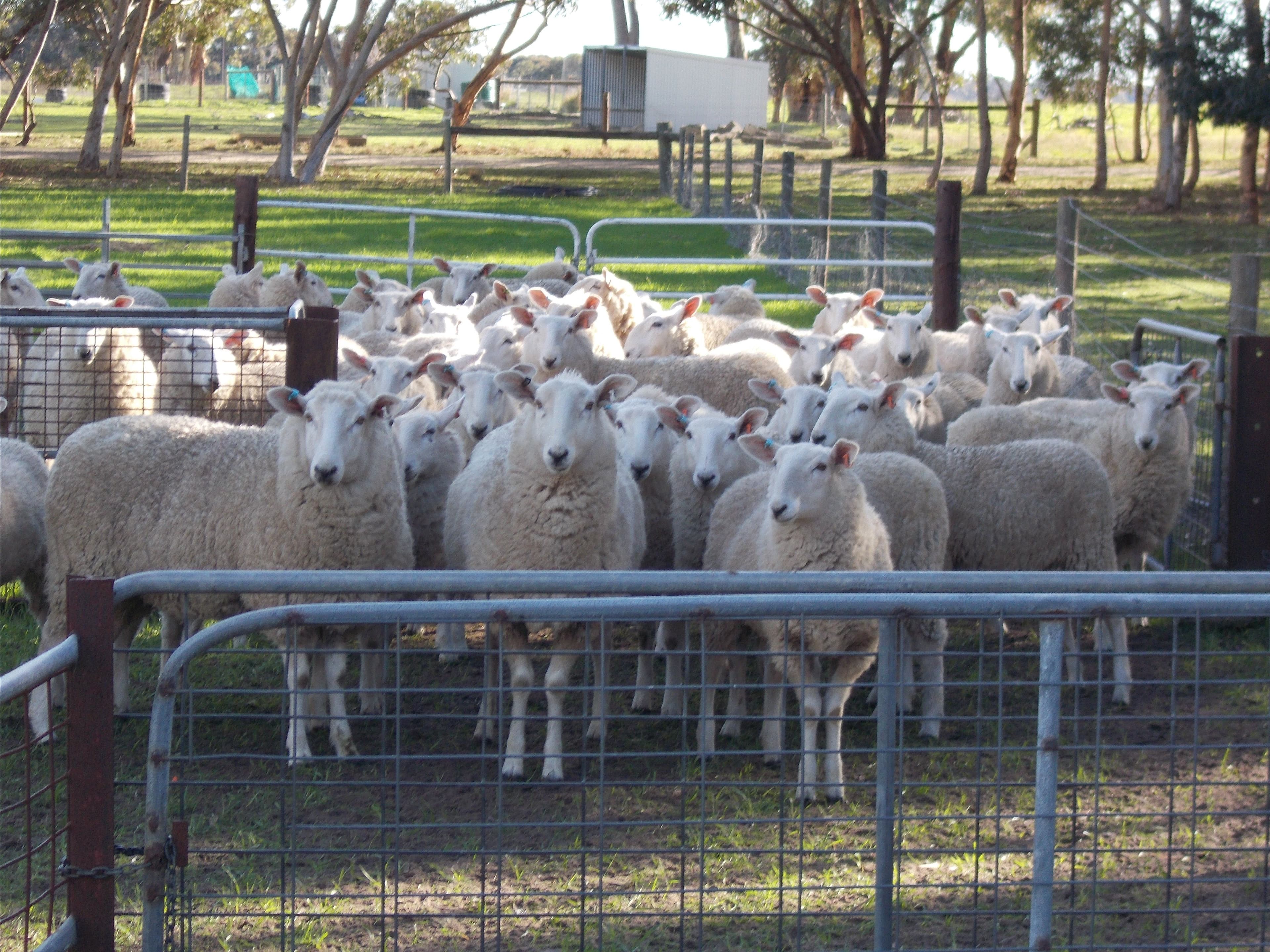 77 O'Connells Road, Bordertown SA 5268, Bordertown - Thumbnail 3