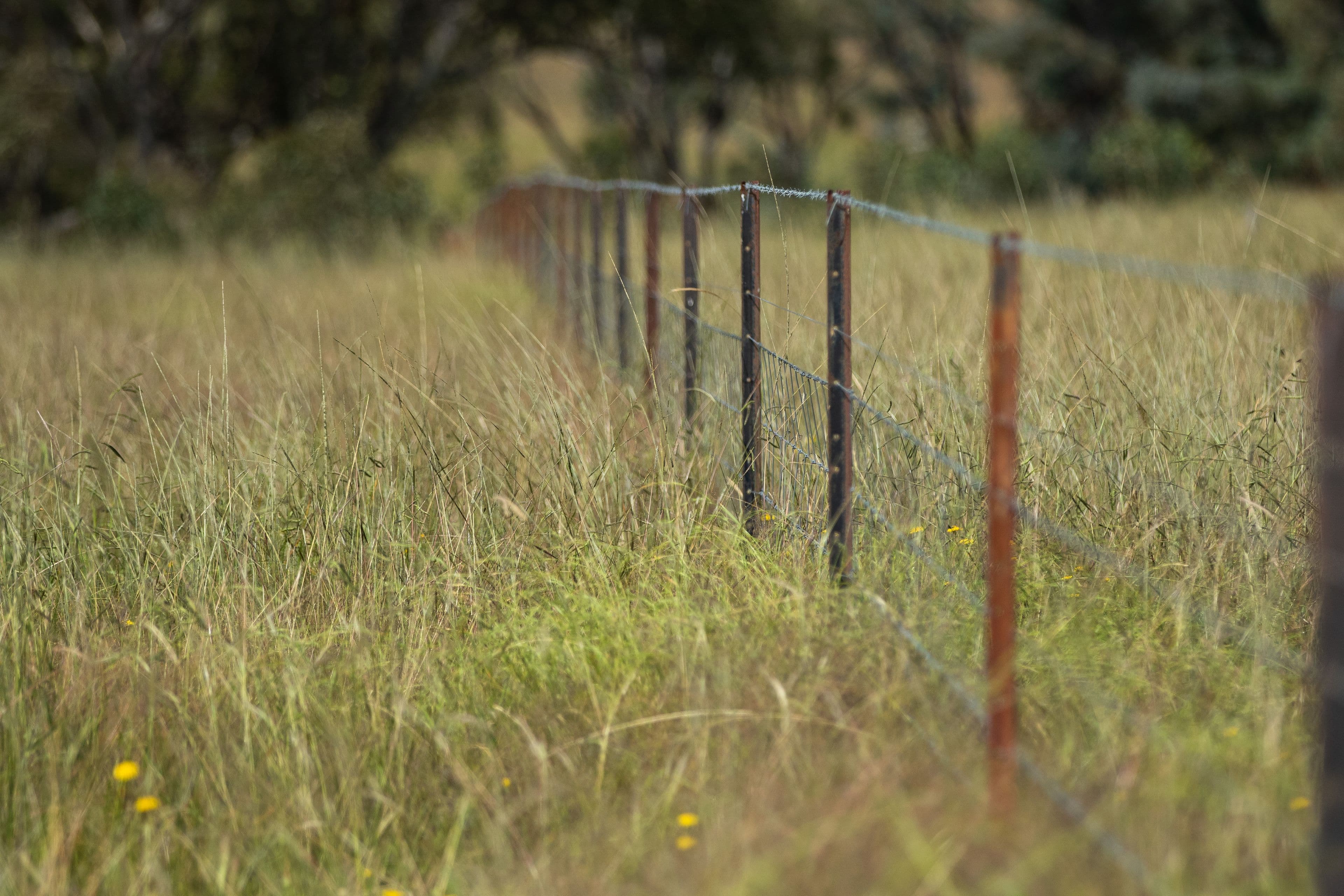 755 Junction Road, Tenterden NSW 2365, Tenterden - Thumbnail 2