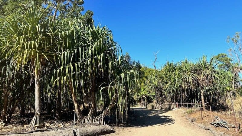 52 Granitevale Road, Alice River, Alice River - Thumbnail 6