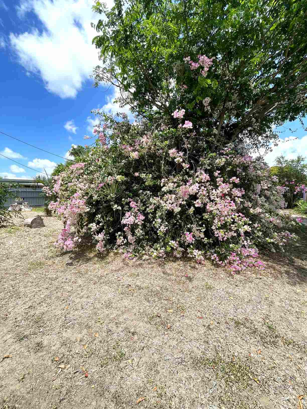 104 Thirteenth Avenue, Home Hill, QLD 4806, Home Hill - Image 1