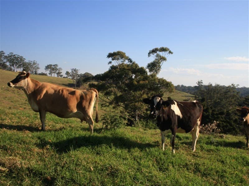 14-126 Sellin Road MOUNT MEE, QLD, Mount Mee - Thumbnail 7