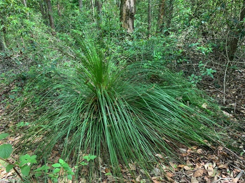 92 Hewitt Road MOUNT MEE, QLD, Mount Mee - Thumbnail 6