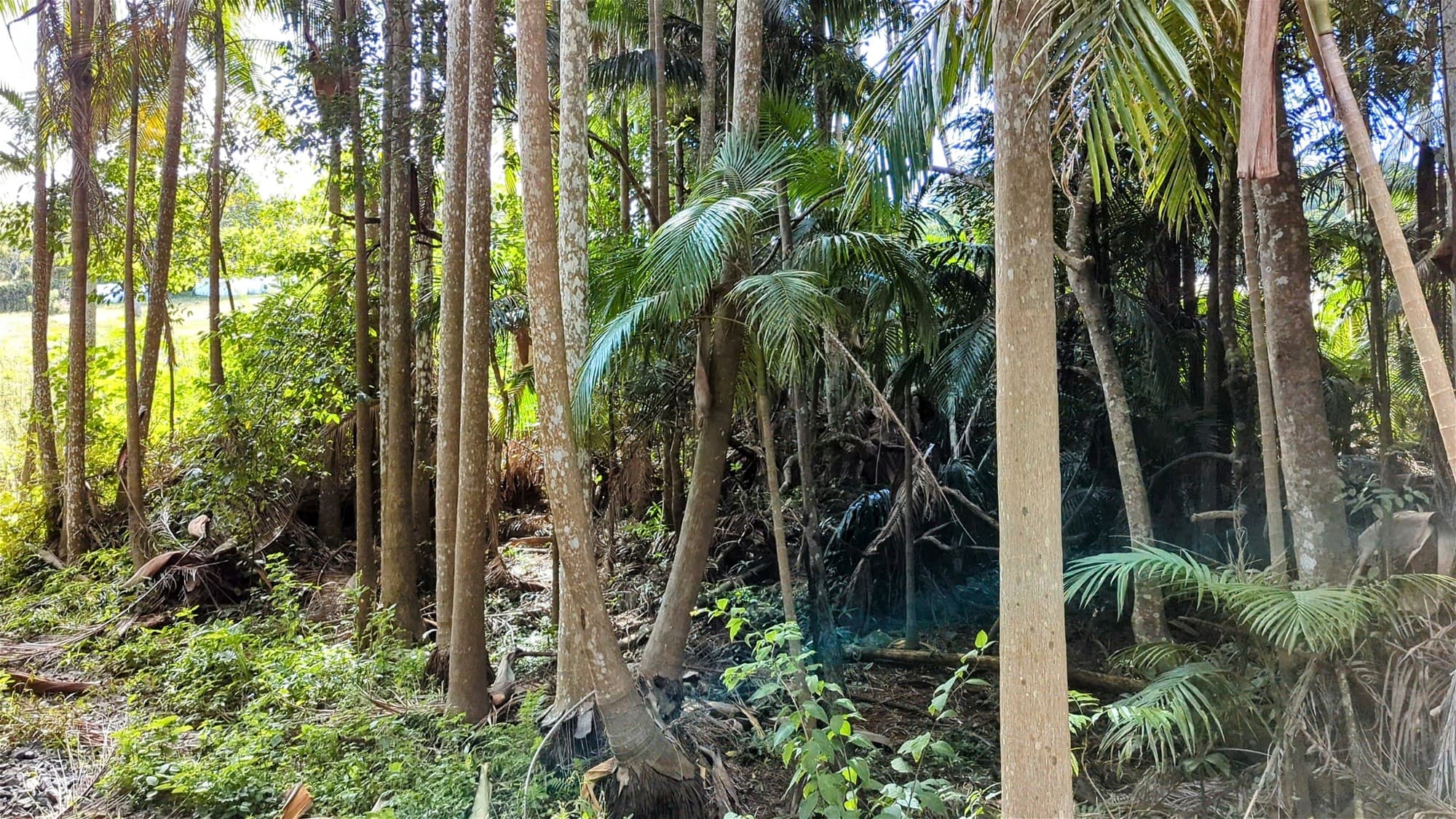 24-34  Macdonnell Road TAMBORINE MOUNTAIN, QLD, Tamborine Mountain - Thumbnail 8