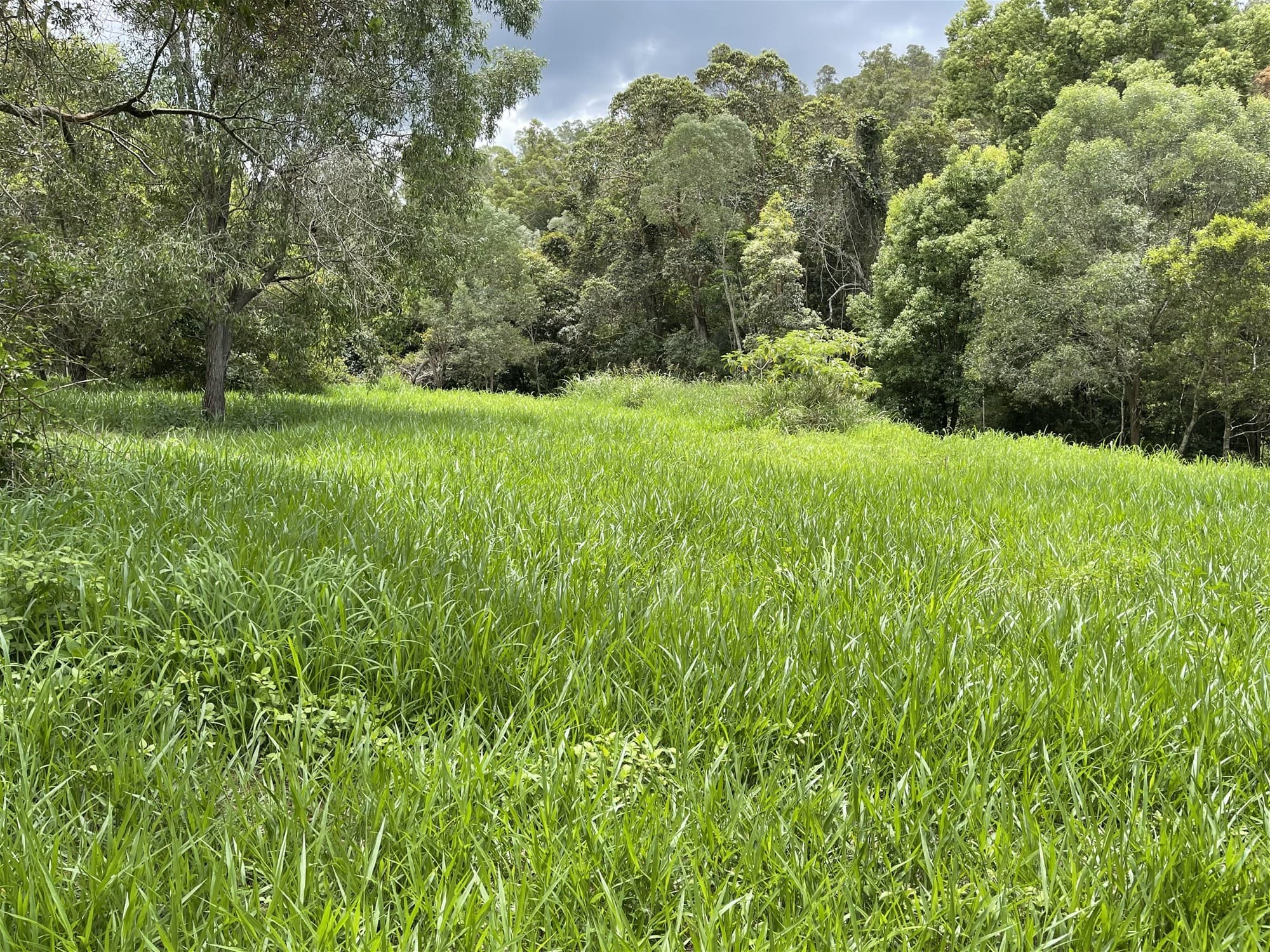 66 Basin Road WAMURAN BASIN, QLD, Wamuran Basin - Image 1