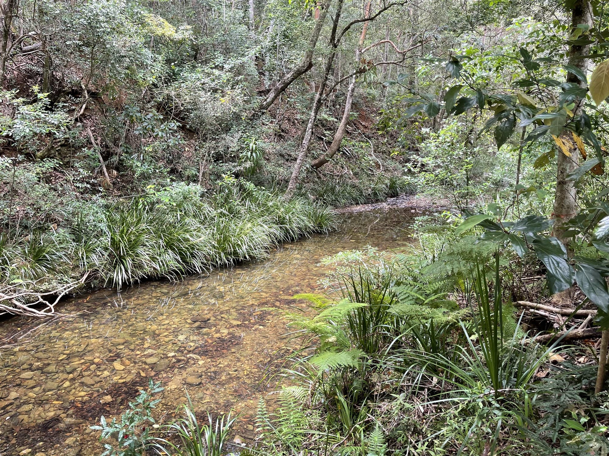 66 Basin Road WAMURAN BASIN, QLD, Wamuran Basin - Thumbnail 7