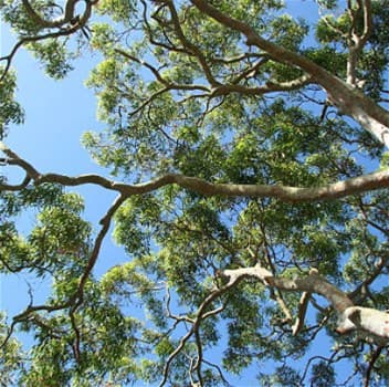 UPPER COOMERA, QLD, Upper Coomera - Thumbnail 7
