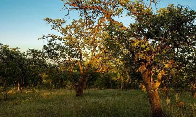 LOT 137 Rocky Crescent WERANGA, QLD, Weranga - Image 1