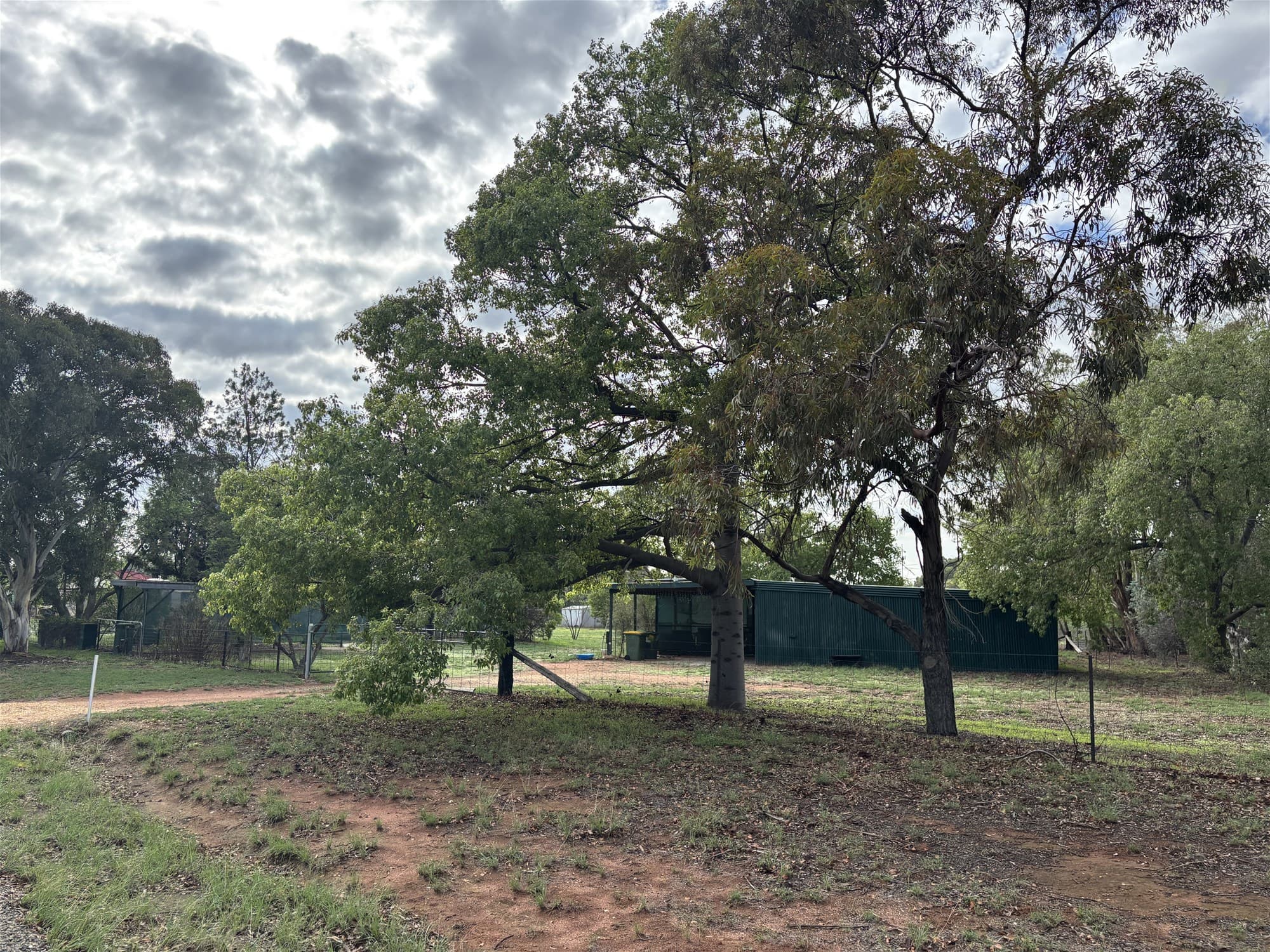 37 Rankin Street  OAKLANDS NSW, Oaklands - Thumbnail 3