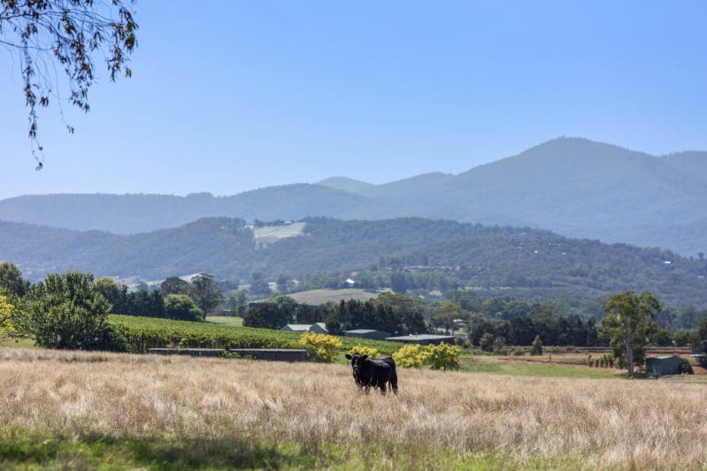 12 Maddens Lane, Coldstream, VIC, 3770, Coldstream - Thumbnail 7