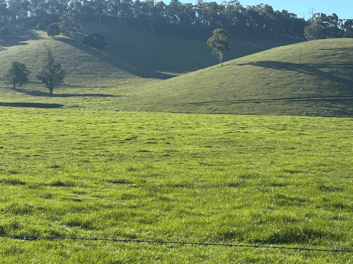 40 Simpsons Creek Track, Nariel Valley - Thumbnail 5