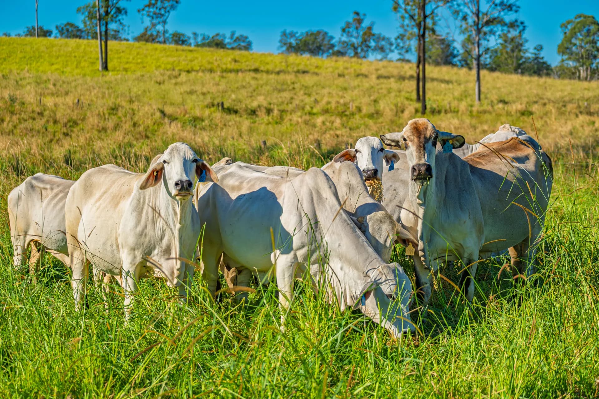 667 Beckmanns Road, Glenwood, QLD, Glenwood - Thumbnail 2
