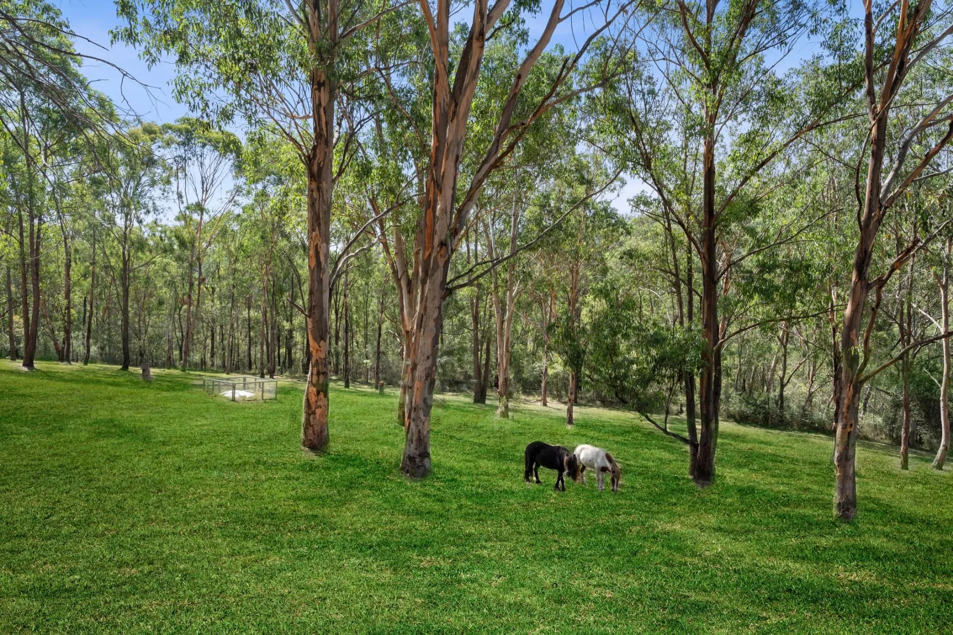 35 Canning Street, Wollombi - Thumbnail 4