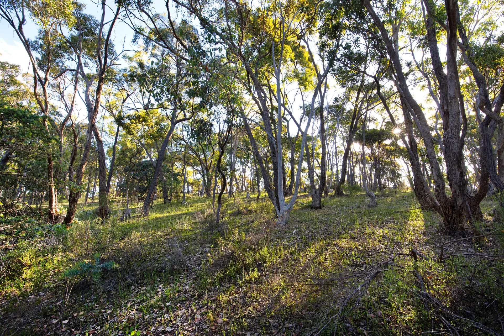 101 Bush Sanctuary Road, Chewton Bushlands, VIC, Chewton Bushlands - Thumbnail 4