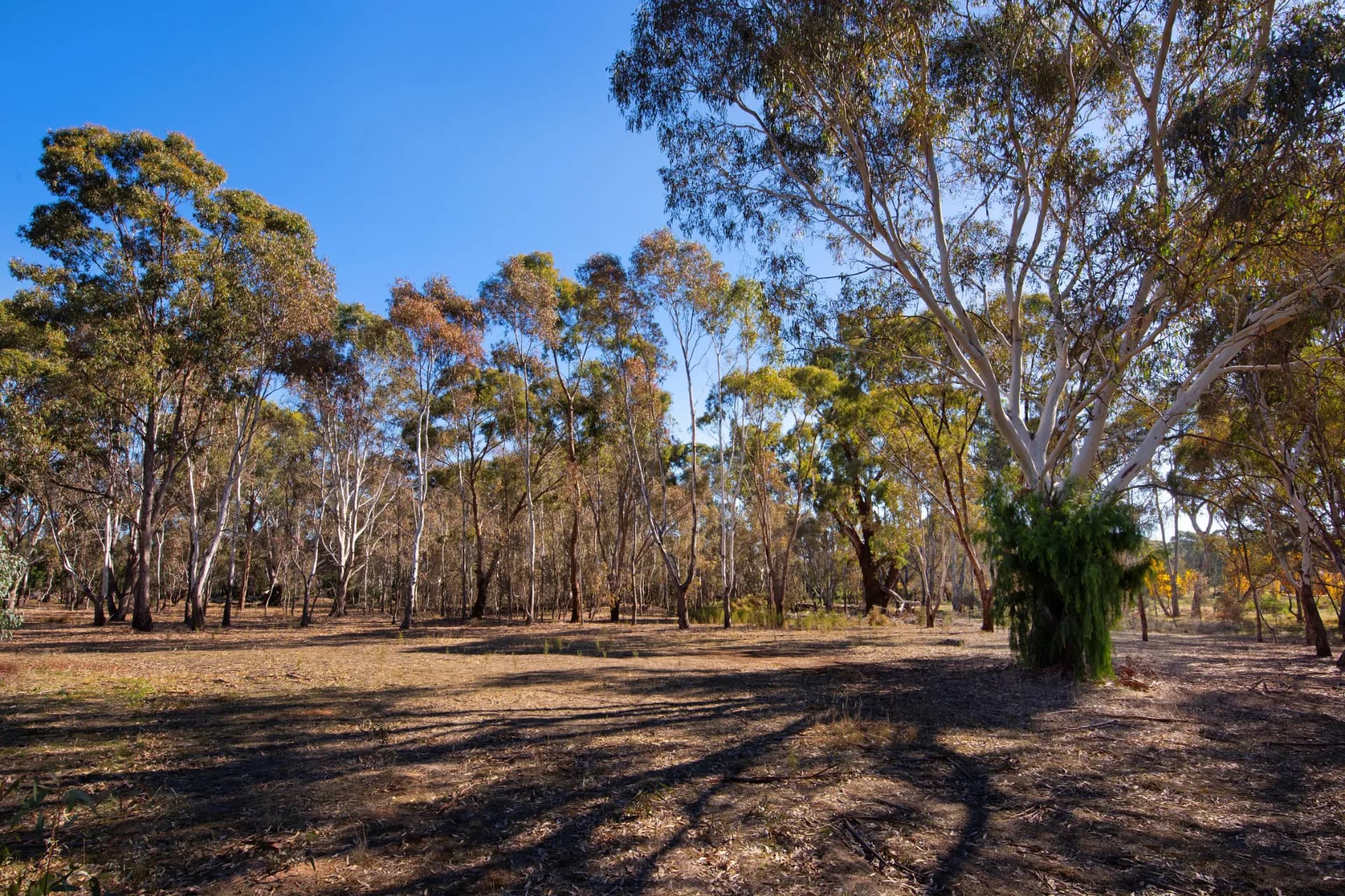 13a Homebush  Drive, Junortoun, VIC, Junortoun - Thumbnail 2