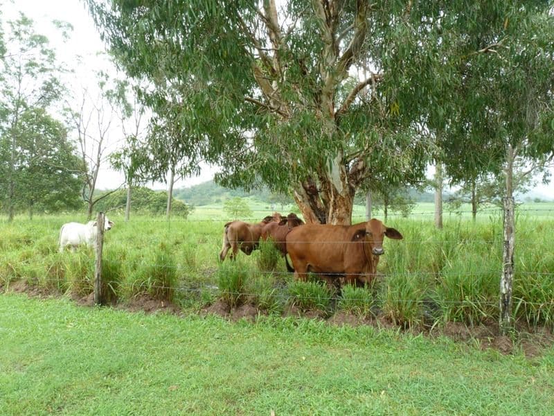 48 Venton Road, SARINA QLD 4737, Sarina - Thumbnail 4
