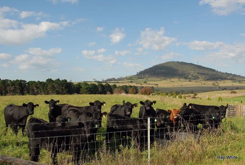 25 Hoggs Lane, BRAIDWOOD NSW 2622, Braidwood - Thumbnail 3