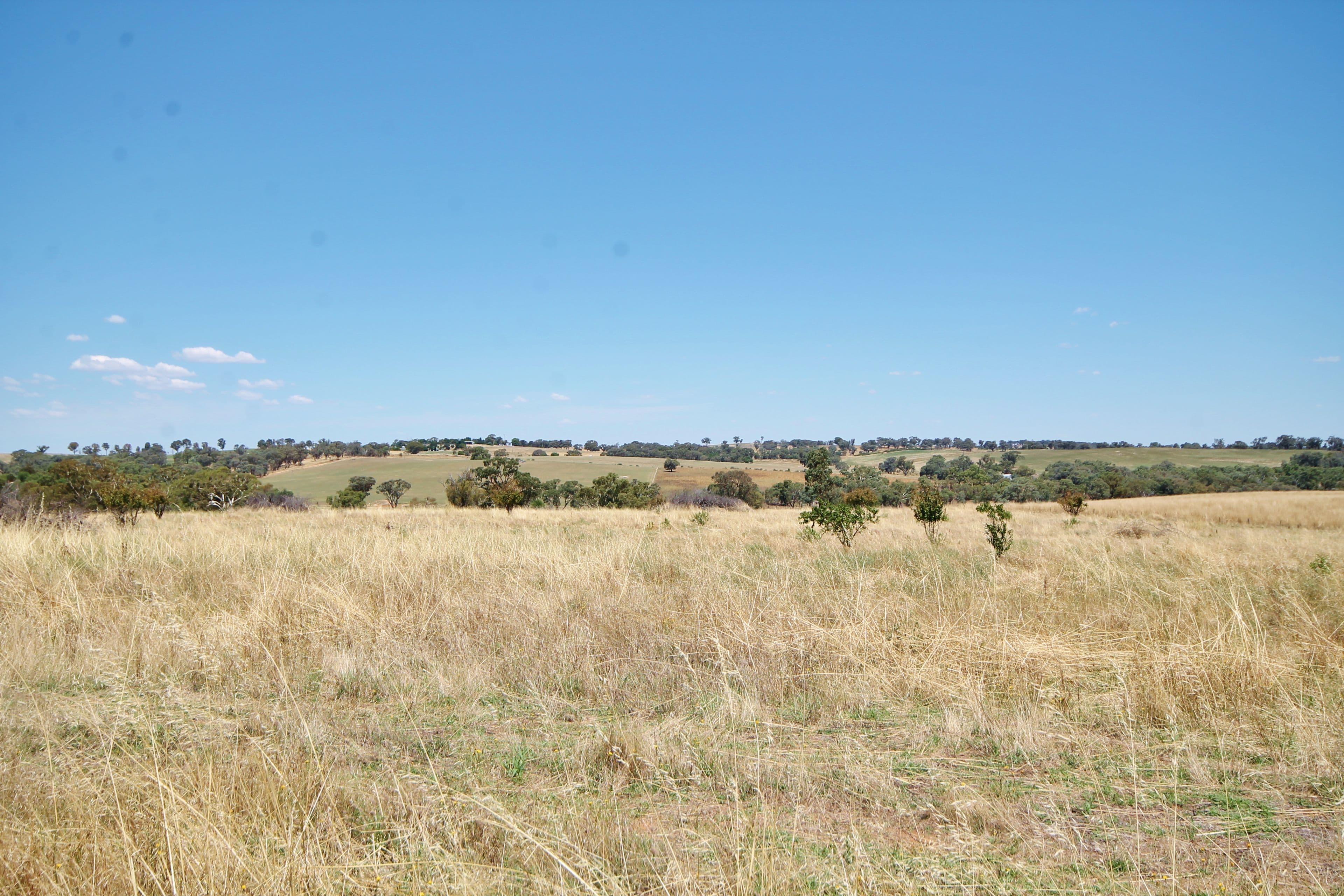 190 Sads Lane MONTEAGLE via, YOUNG NSW 2594, Young - Image 1