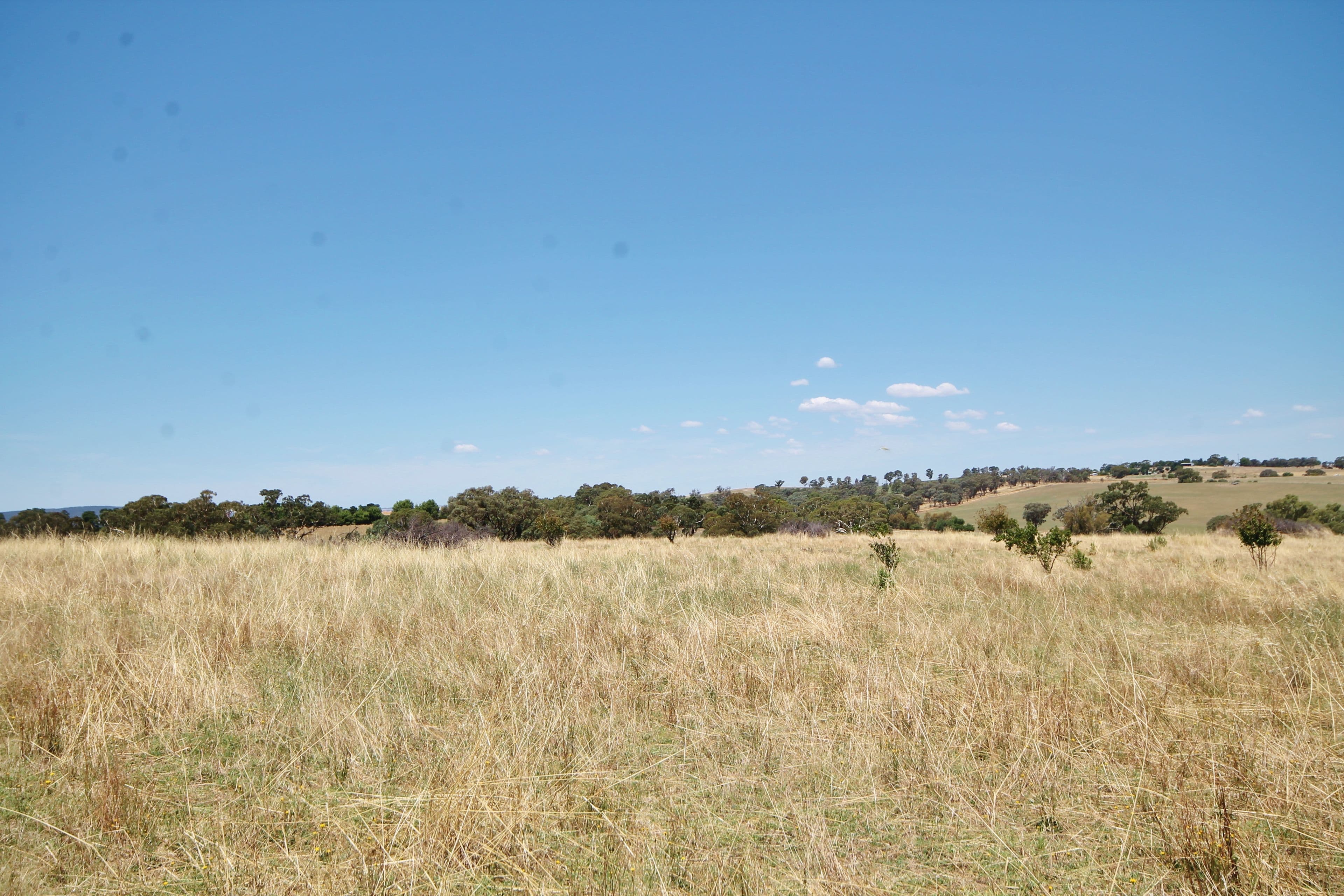 190 Sads Lane MONTEAGLE via, YOUNG NSW 2594, Young - Thumbnail 6