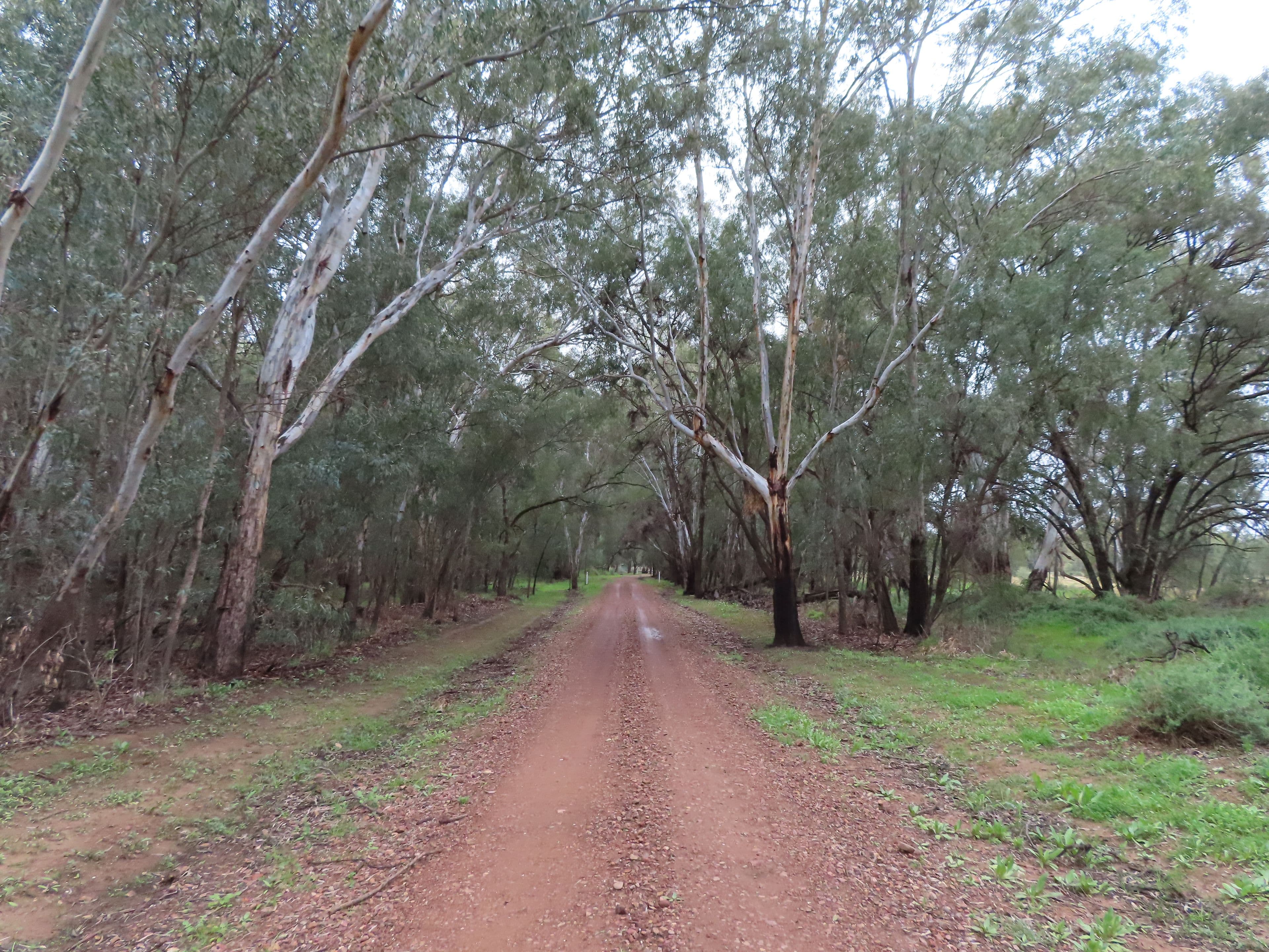 "COOINDA" 69 Cooinda Lane, CONDOBOLIN NSW 2877, Condobolin - Thumbnail 5