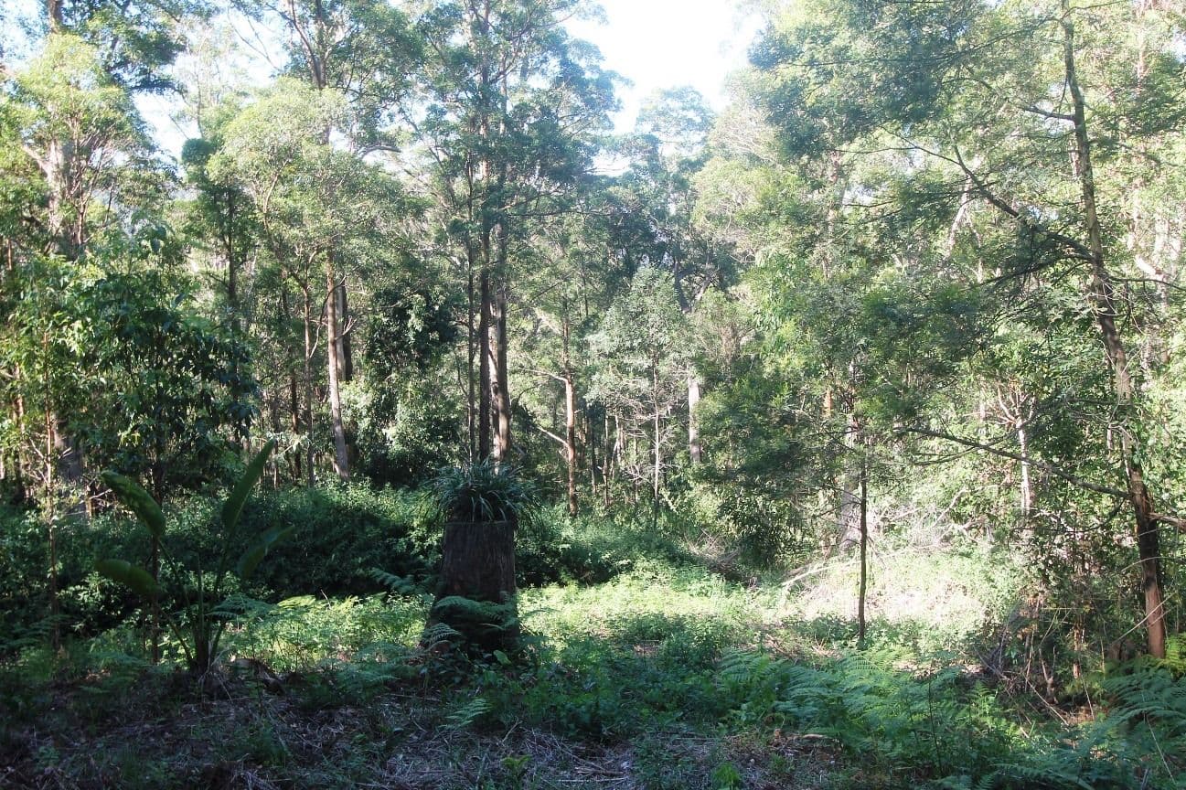 Mount Glorious QLD 4520, Mount Glorious - Thumbnail 8