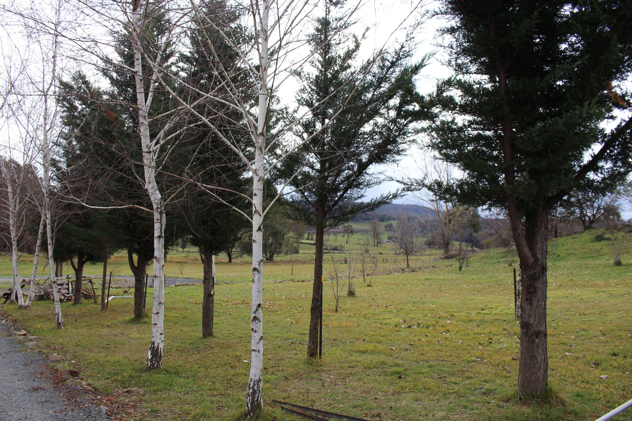 359 Batlow Road, Tumbarumba NSW 2653, Tumbarumba - Thumbnail 2