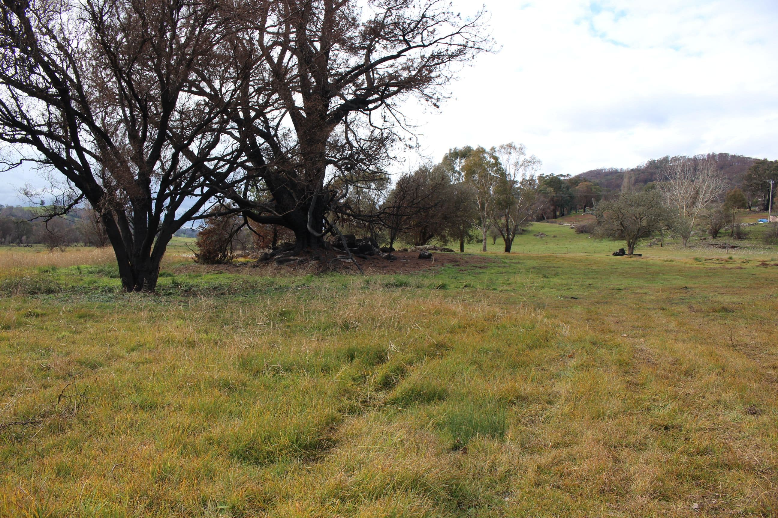 359 Batlow Road, Tumbarumba NSW 2653, Tumbarumba - Thumbnail 3