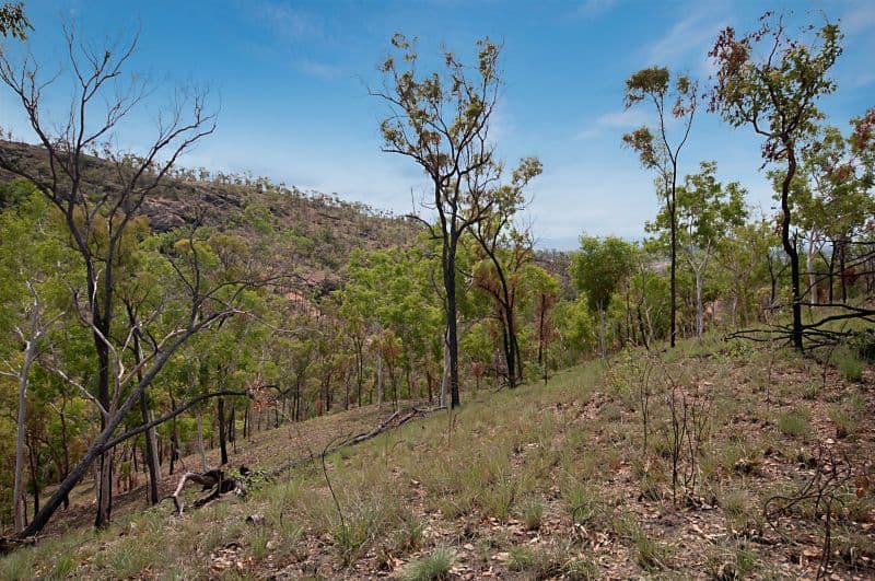 5 Mont Blanc Place, MOUNT LOUISA QLD 4814, Mount Louisa - Thumbnail 4