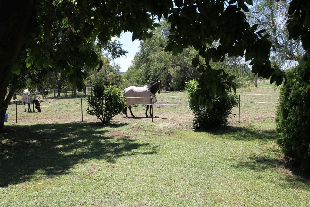 4 Recreation Road, WILLOW TREE NSW 2339, Willow Tree - Thumbnail 5