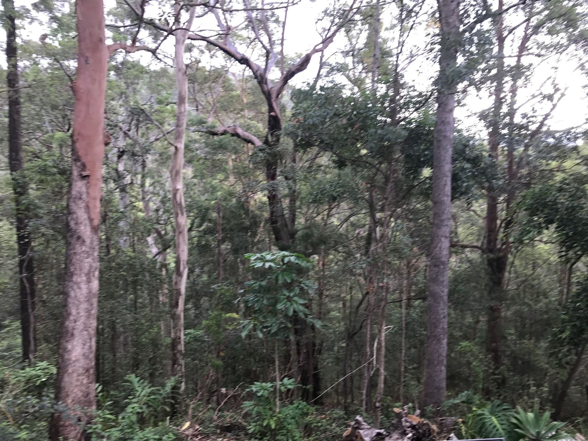 145 Nancol Drive, Tallebudgera Valley QLD 4228, Tallebudgera Valley - Thumbnail 2