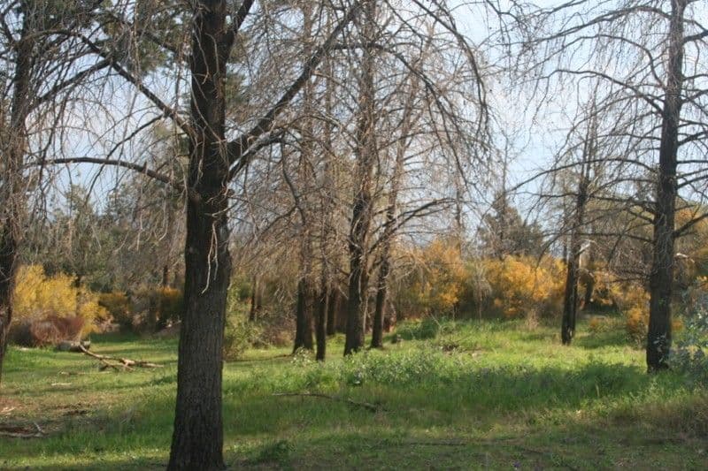 Lot 10 West Street, EUGOWRA NSW 2806, Eugowra - Thumbnail 4