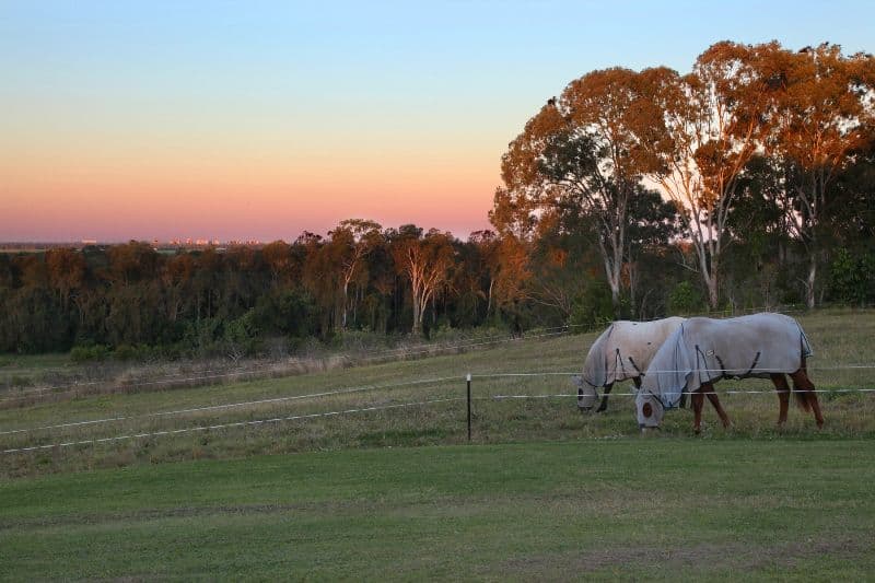 180 Lefoes Road, BLI BLI QLD 4560, Bli Bli - Thumbnail 2