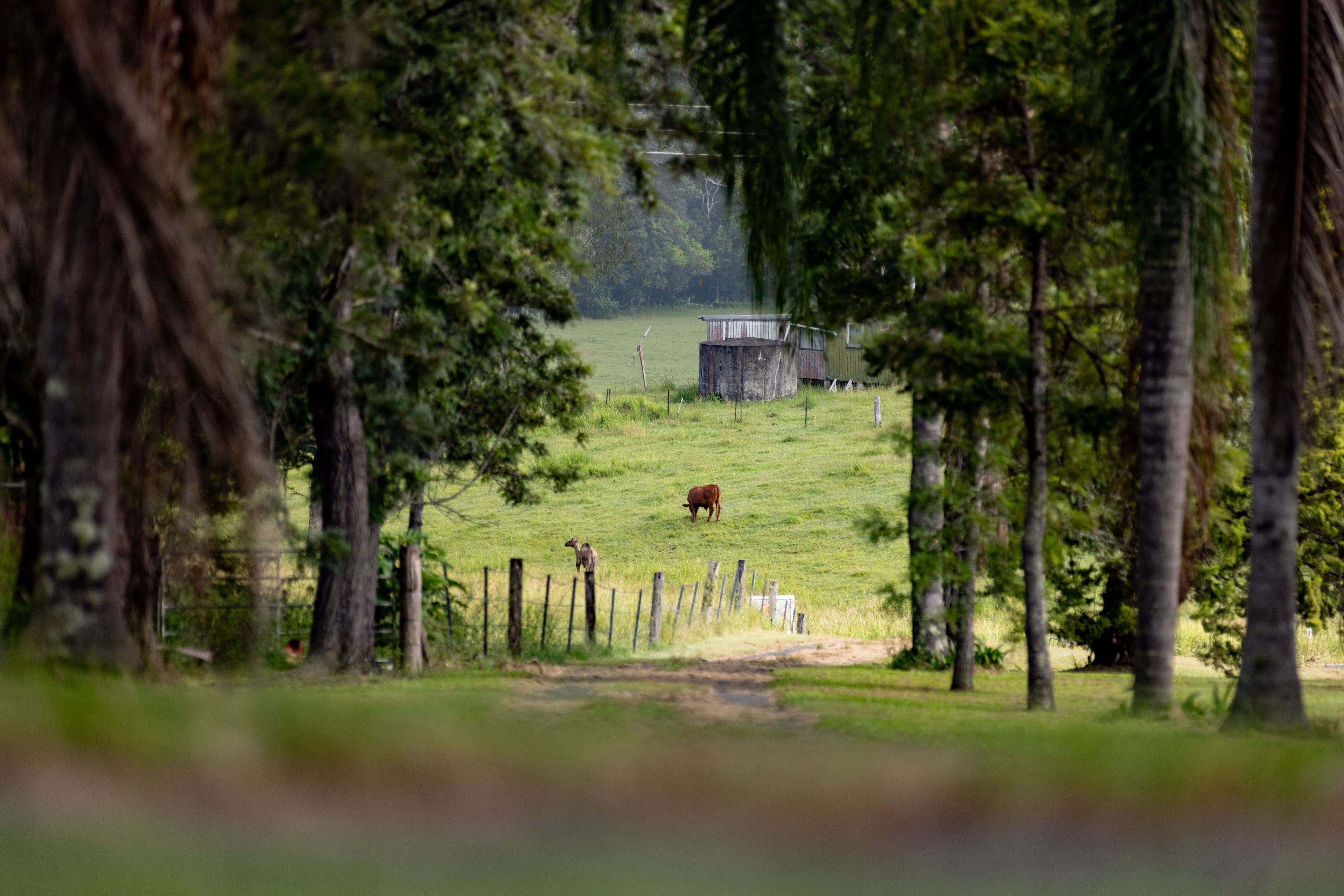 165 Aherns Road, Conondale QLD 4552, Conondale - Thumbnail 5