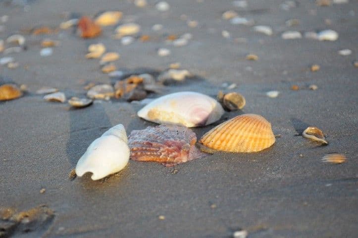 31 Seahorse Circuit, DUNDOWRAN BEACH QLD 4655, Dundowran Beach - Thumbnail 4