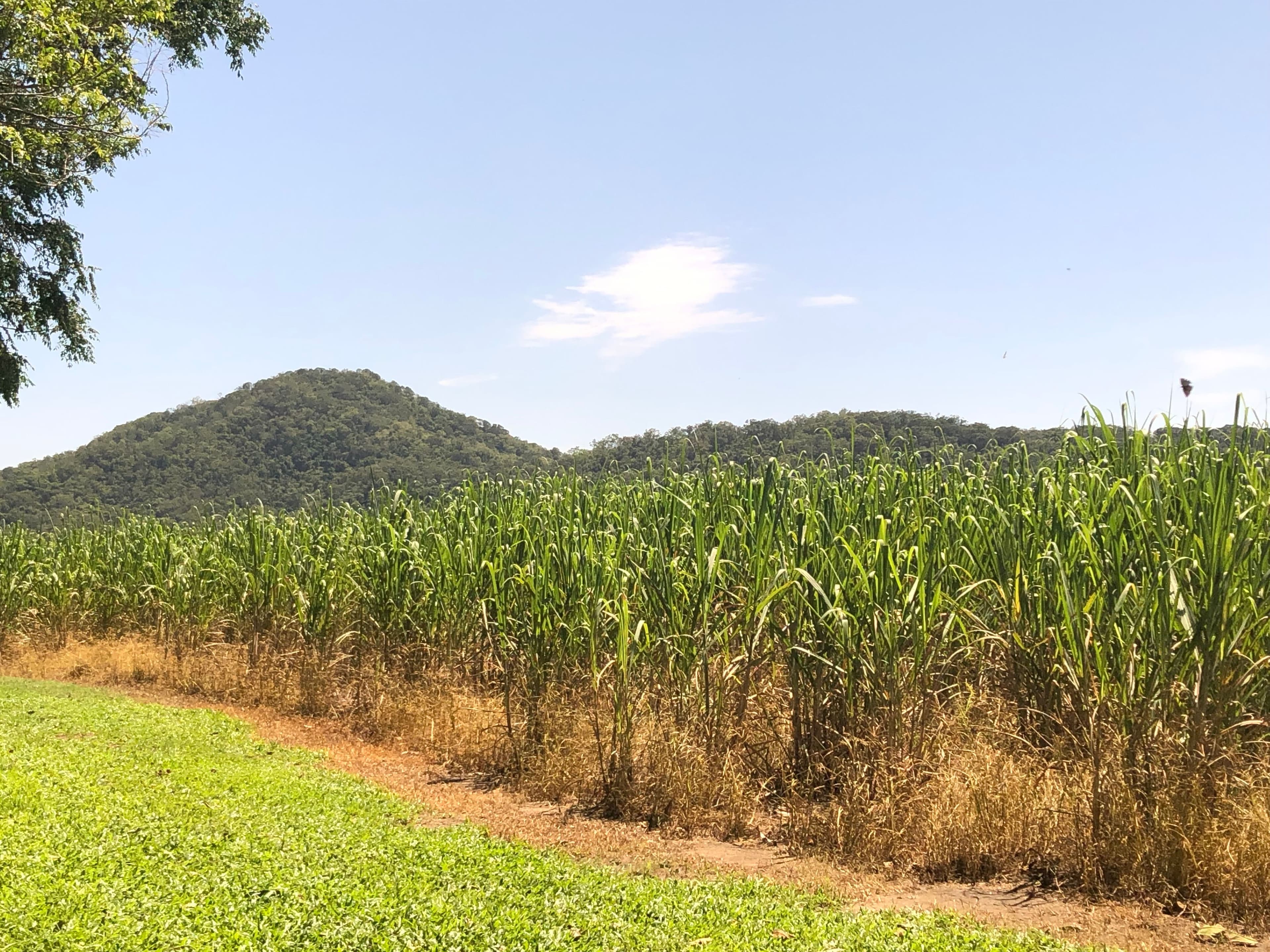 46 Alchera Drive, Mossman QLD 4873, Mossman - Thumbnail 6