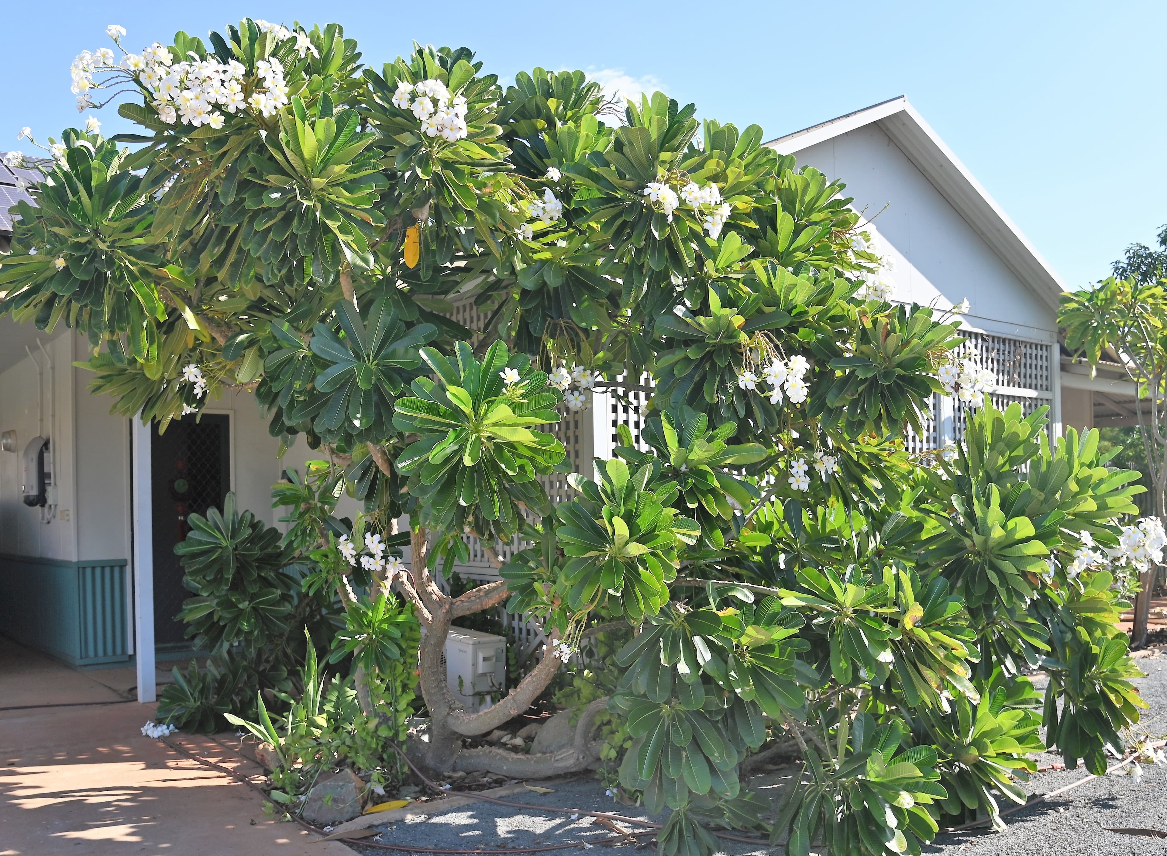19 Boronia Close, South Hedland WA 6722, South Hedland - Thumbnail 5