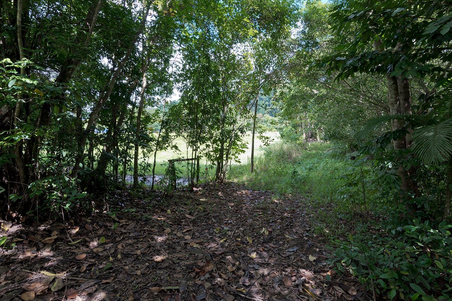 3390 Mossman Daintree Road, Daintree QLD 4873, Daintree - Thumbnail 4
